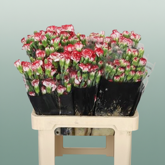 Carnation Spray Minuetto