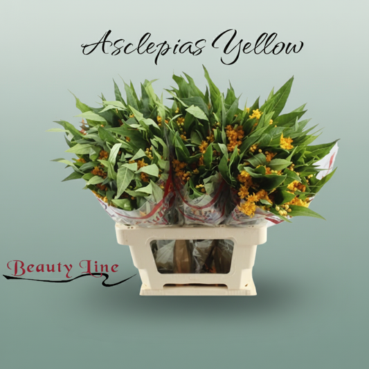 Asclepias Silky Gold