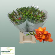 Freesia - Zafrerine