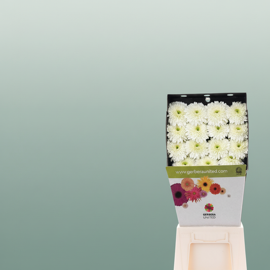 Gerbera Moon Kick
