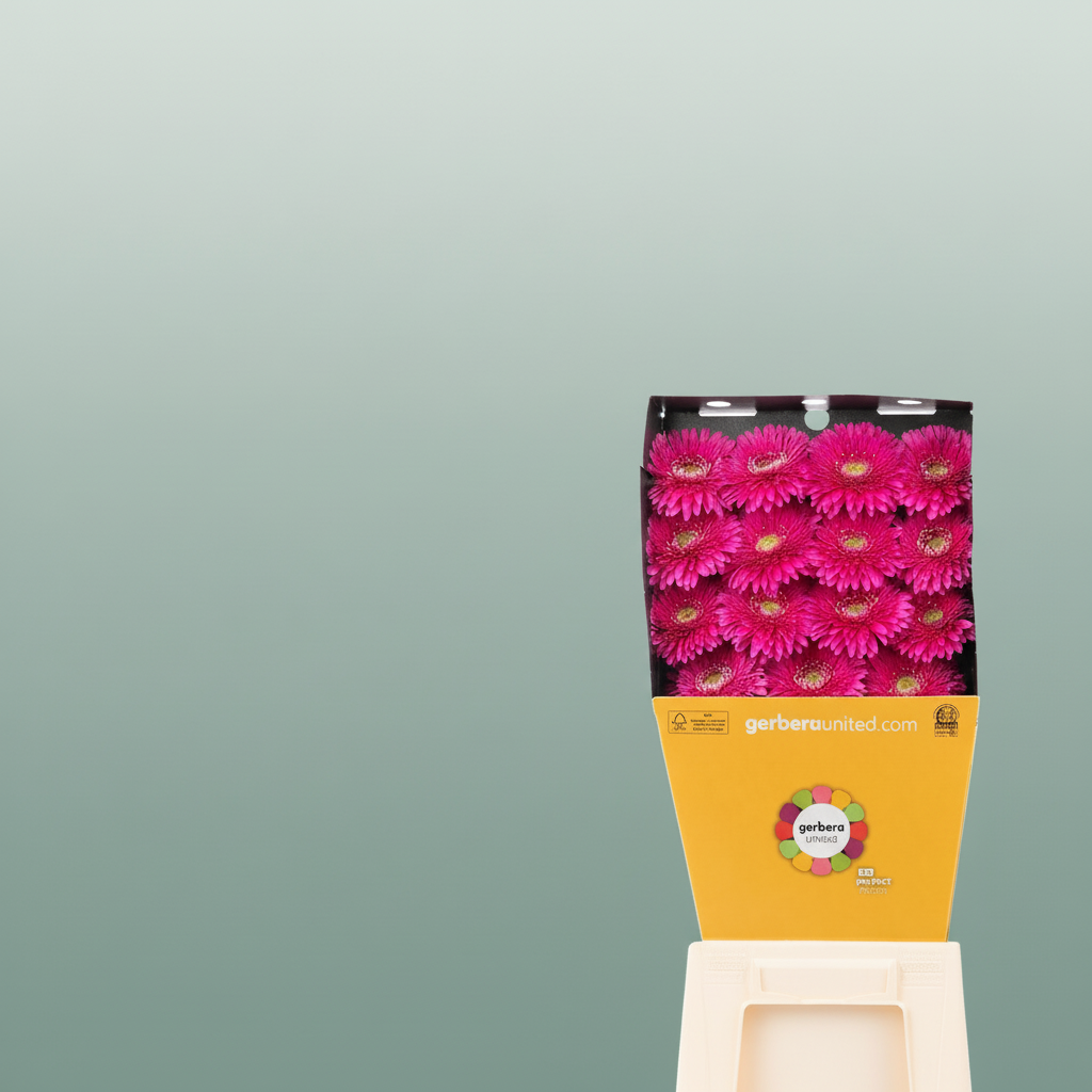 Gerbera Magic Ball