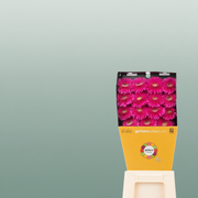 Gerbera Large Magic Ball