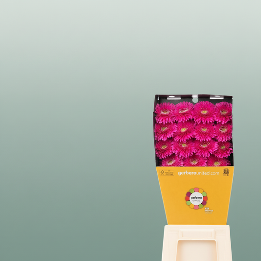 Gerbera Magic Ball