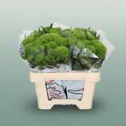 Green Wicky Sweet William – 55cm Stems