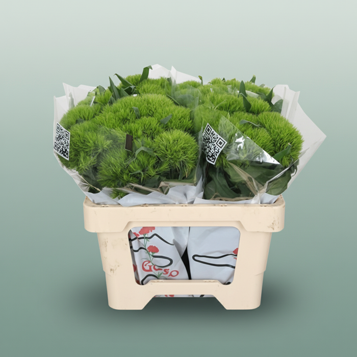 Green Wicky Sweet William – 55cm Stems
