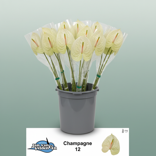 Anthurium Champagne