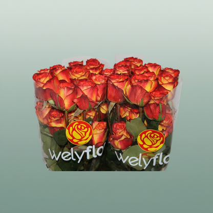 Rose Eq High & Magic