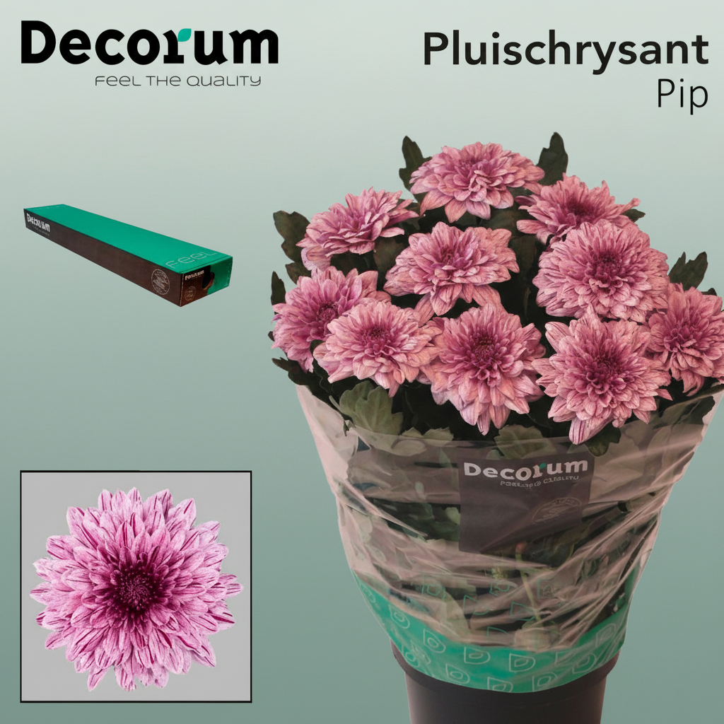 Chrysanthemum - Chrysanthemum - Pip Salmon