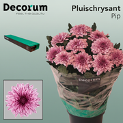 Chrysanthemum G Pip Salmon