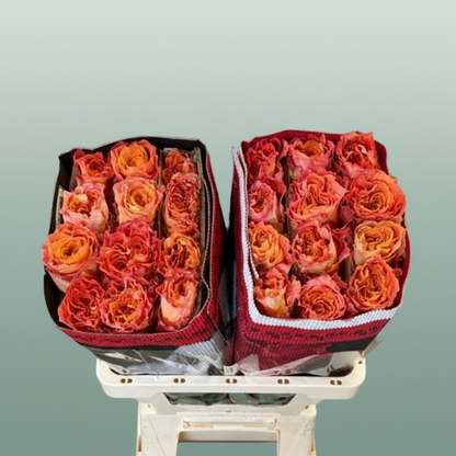 Rose - Rosa - Free Spirit