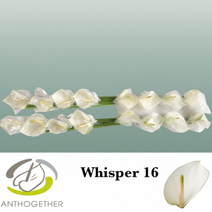 White Anthurium ‘Whisper’ – 40cm Stems