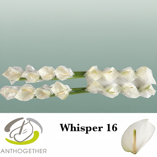 White Anthurium ‘Whisper’ – 40cm Stems