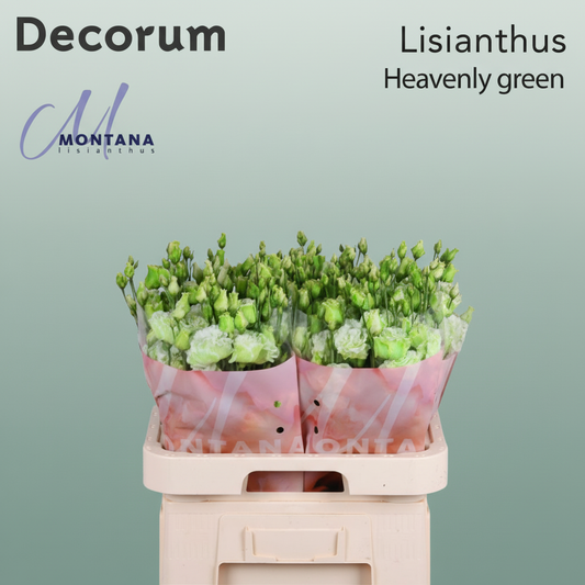 Eustoma Heavenly Dyed Green