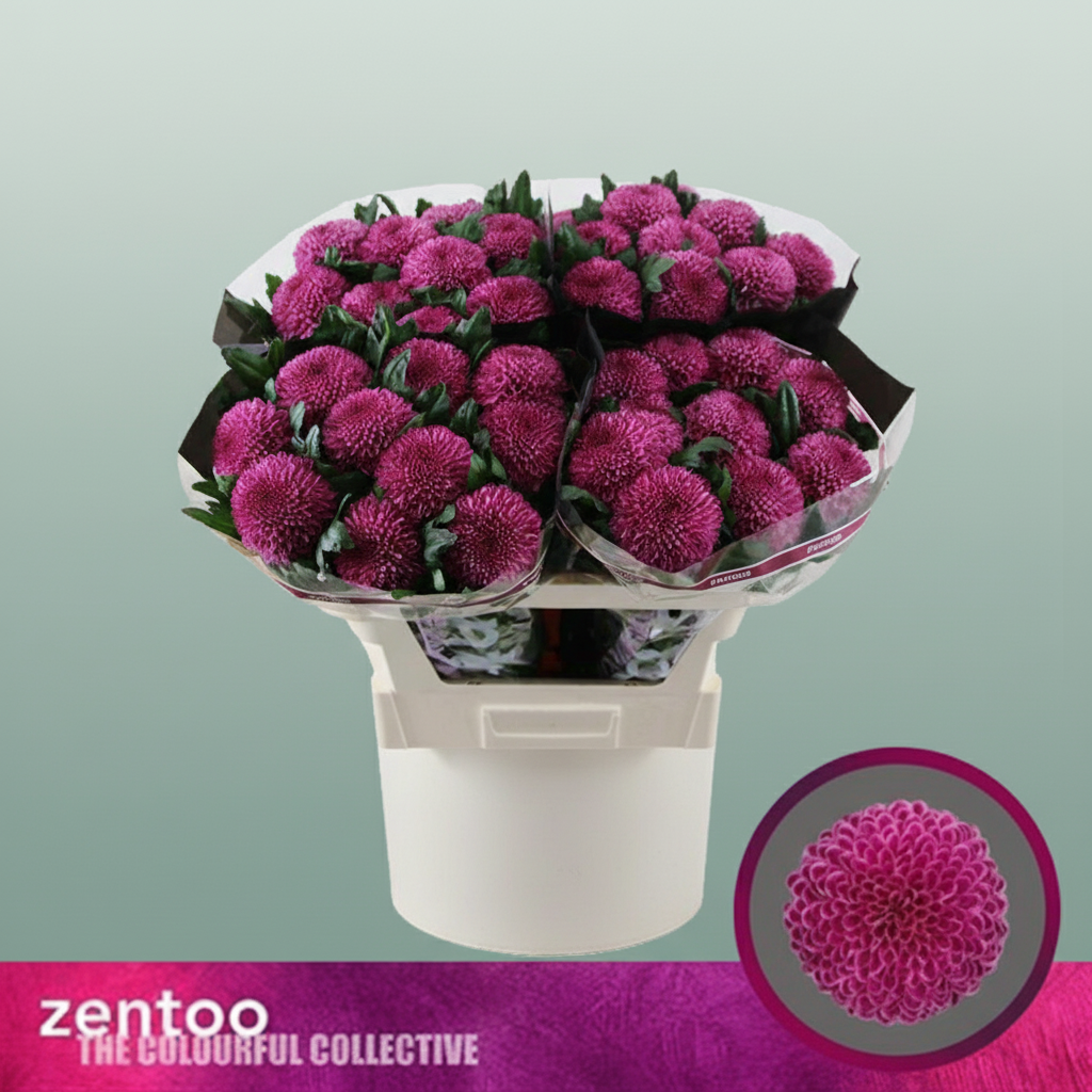 Chrysanthemum G Roxo