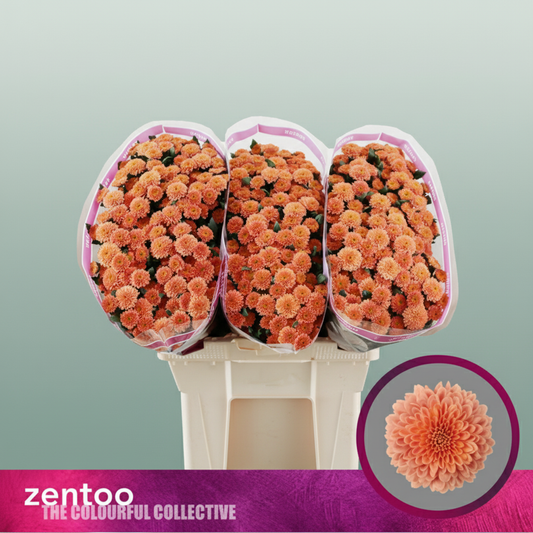 Chrysanthemum Santini Miller Smokey