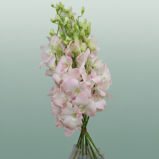 Orchid Dendro Cinta Sweet