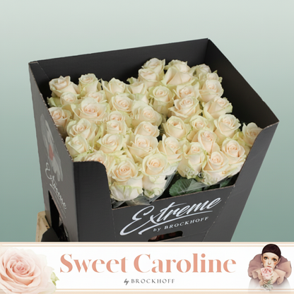 Rose Sweet Caroline