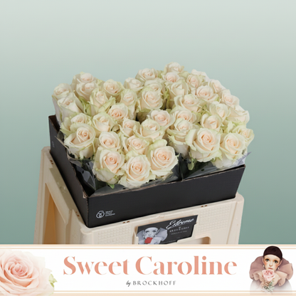 Rose Sweet Caroline
