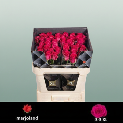 Rose - Rosa - Xoch