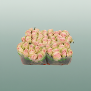 Rose Frutteto