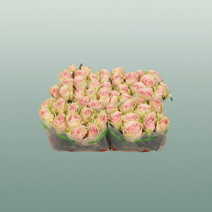 Rose Frutteto