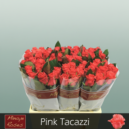 Rose Pink Tacazzi