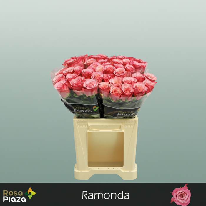 Rose - Rosa - Ramonda