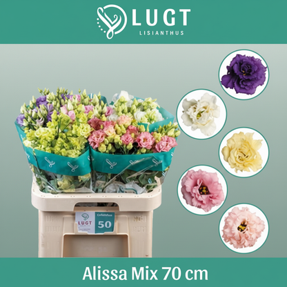 Lisianthus Alissa Mix