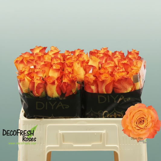 Rose Diyas Fire