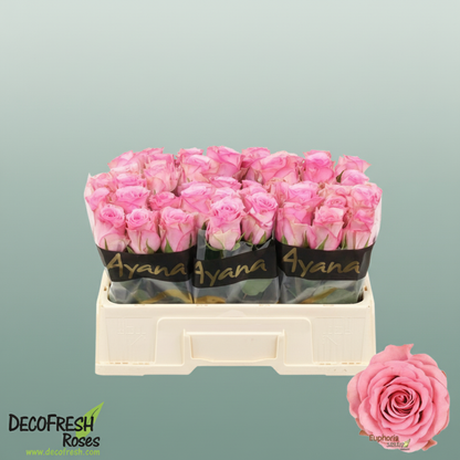 Rose Euphoria