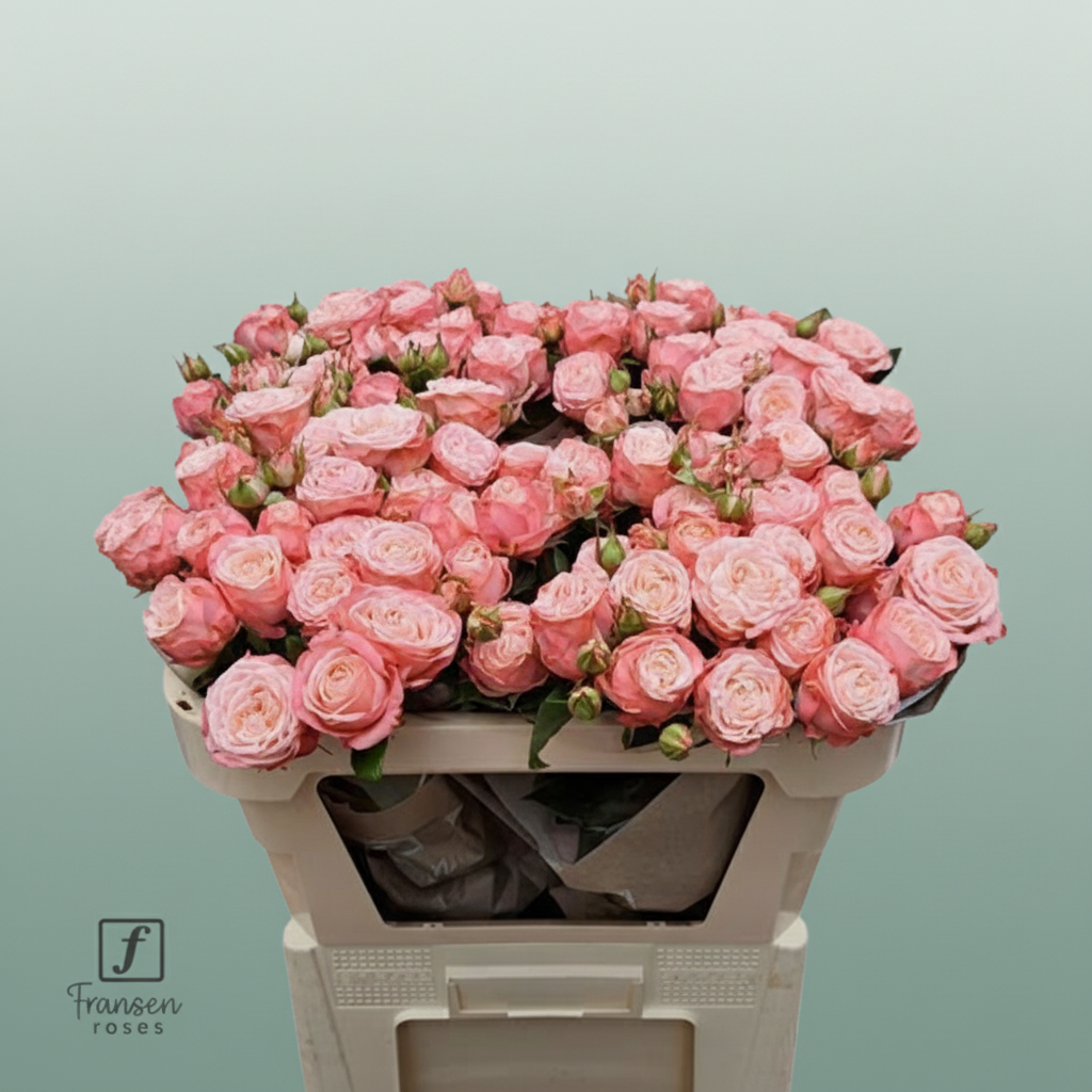 Spray Rose First Date