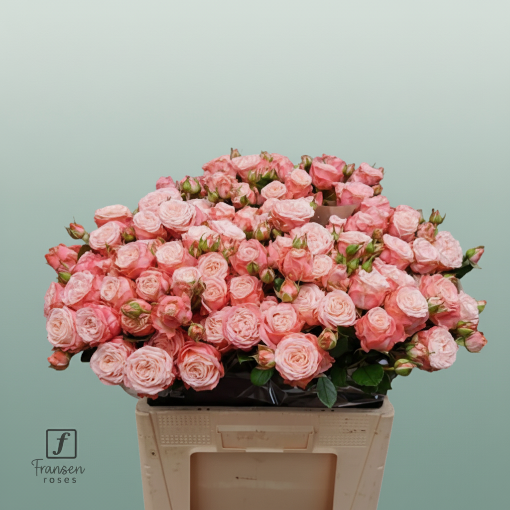 Spray Rose First Date