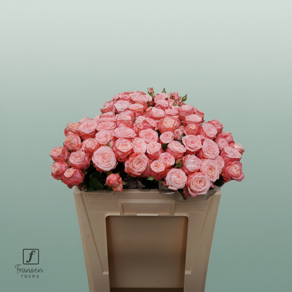 Spray Rose First Date