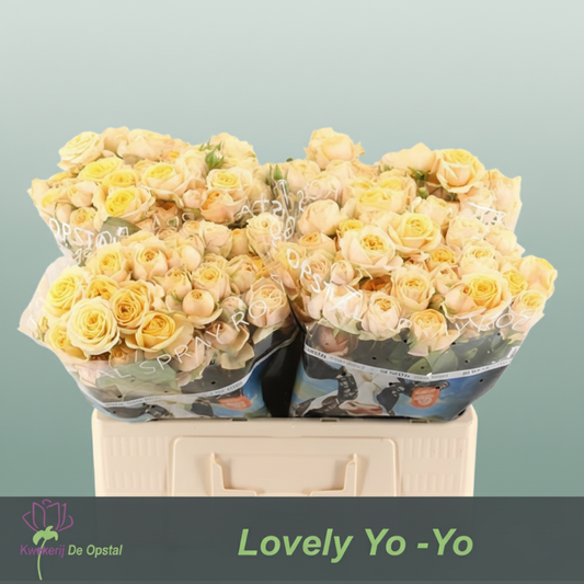 Spray Rose Lovely Yo-yo