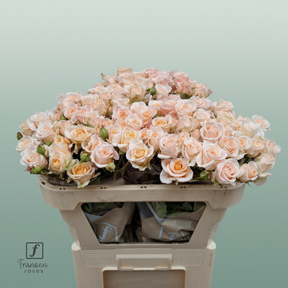 Spray Rose Morning Star