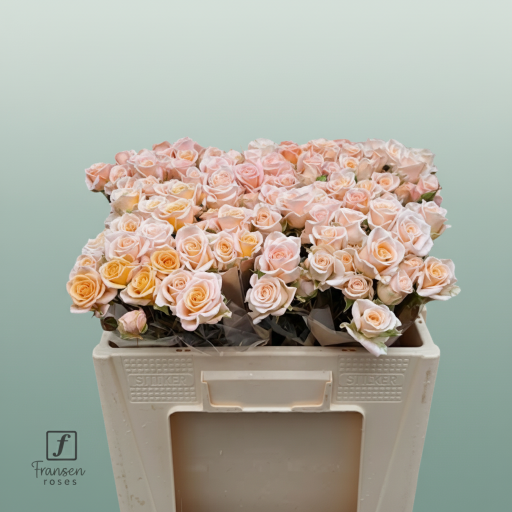 Spray Rose Morning Star