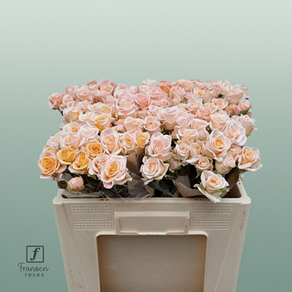 Spray Rose Morning Star