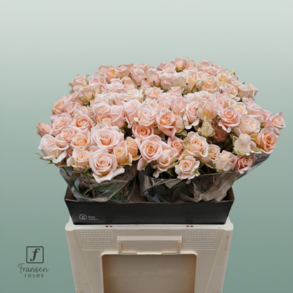 Spray Rose Morning Star