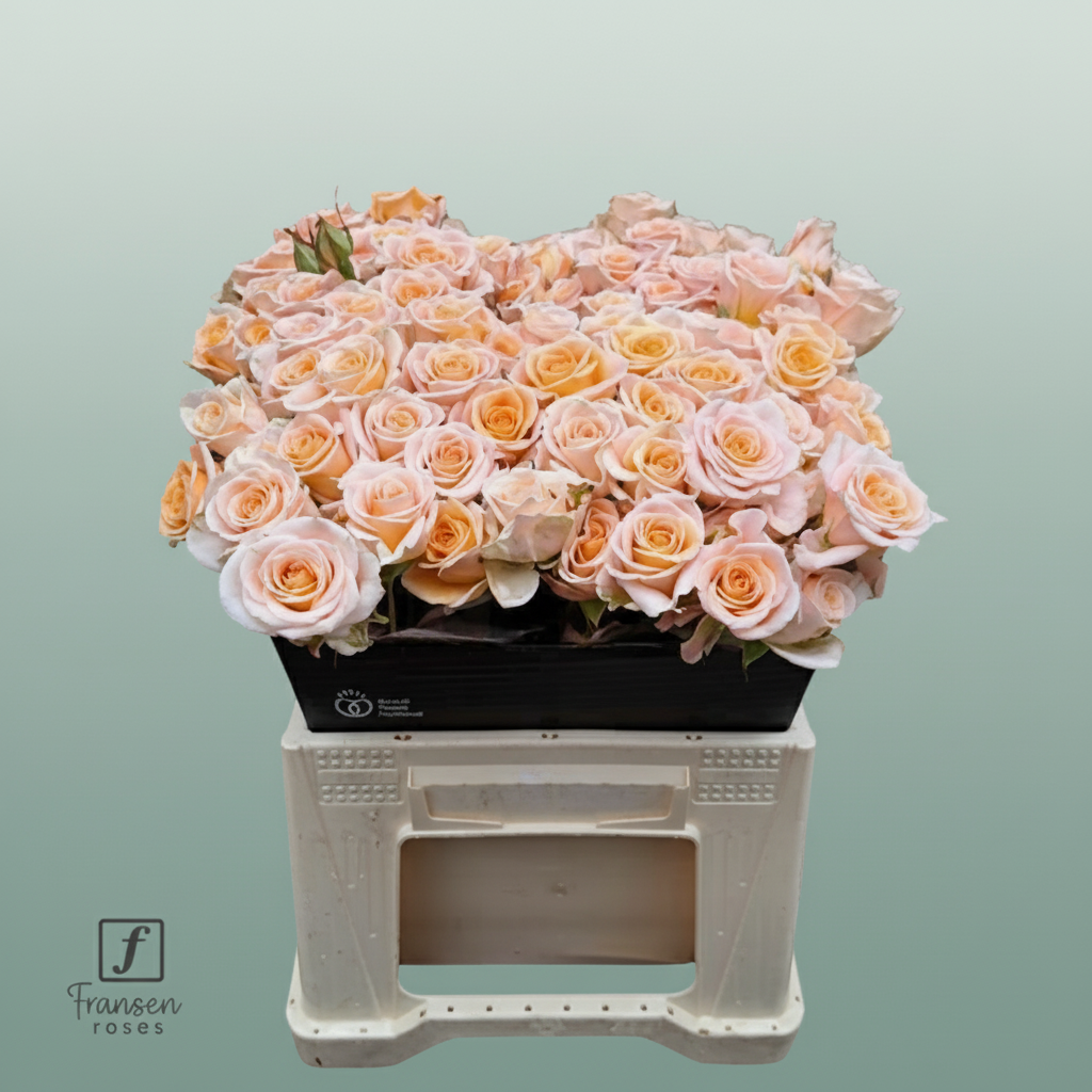 Spray Rose Morning Star