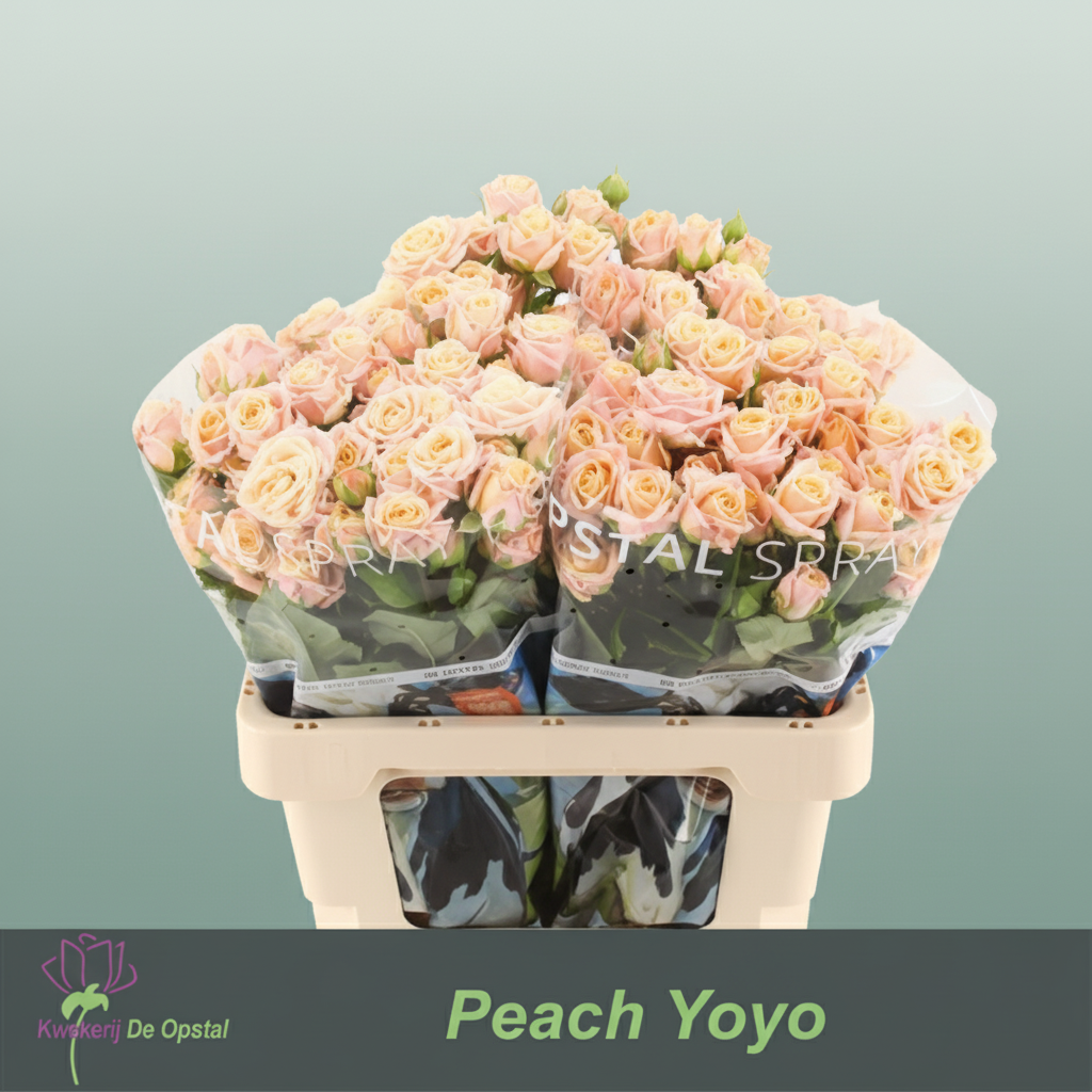 Spray Rose Peach Yo-yo