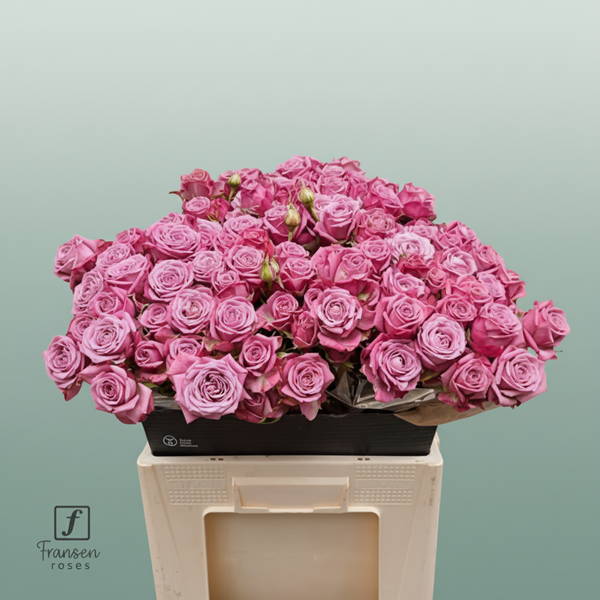 Spray Rose - Rosa - Purple Queen