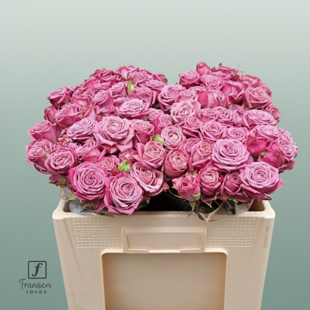 Spray Rose Purple Queen