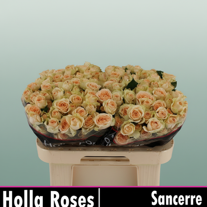 Spray Rose Sancerre