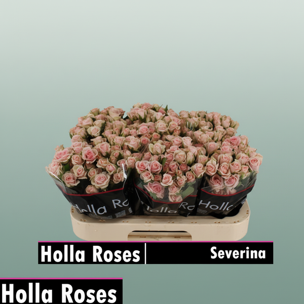 Spray Rose - Rosa - Severina