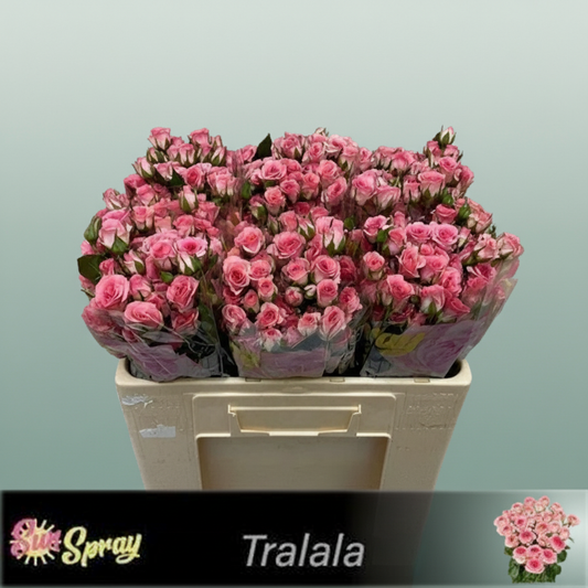 Spray Rose Tralala