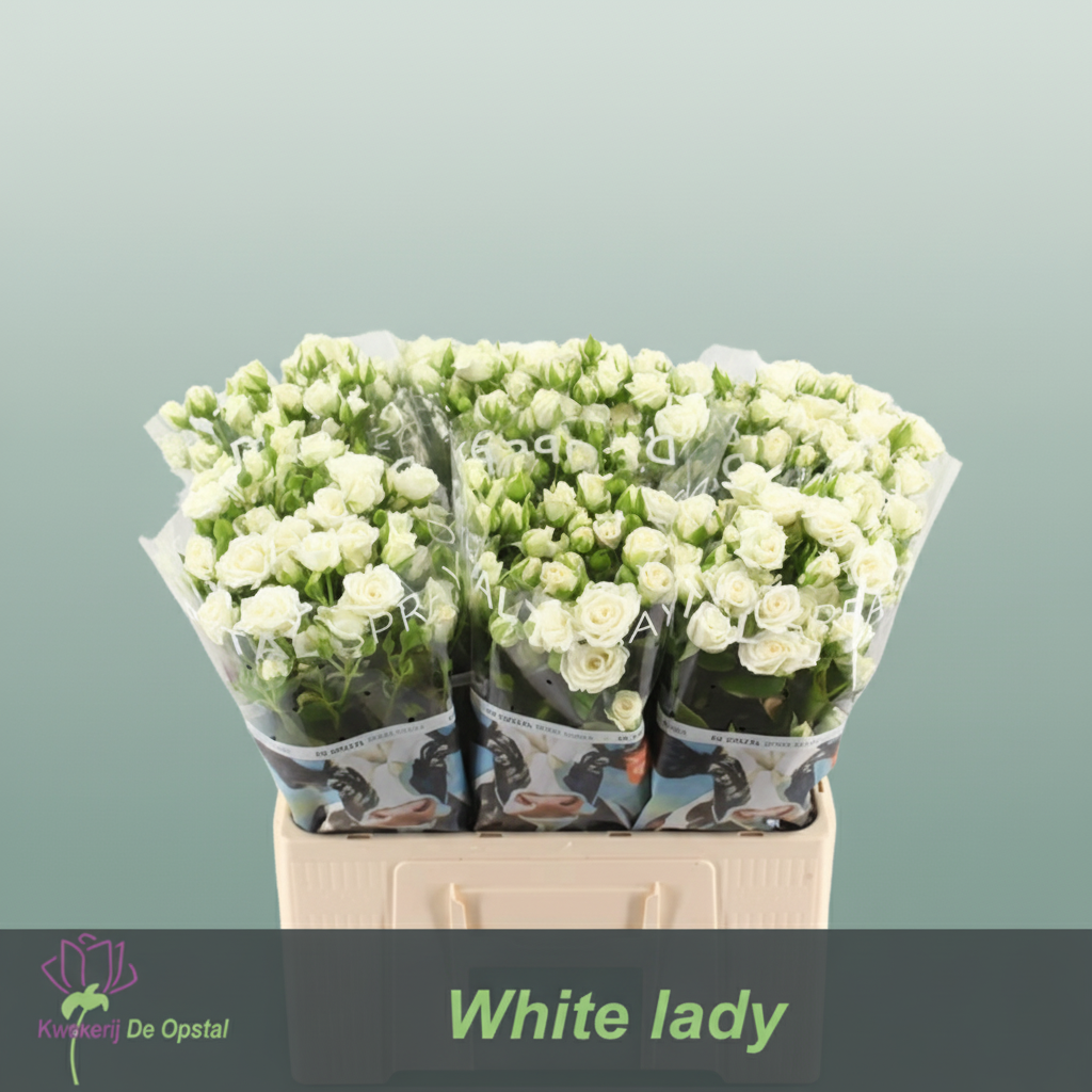 Spray Rose White Lady