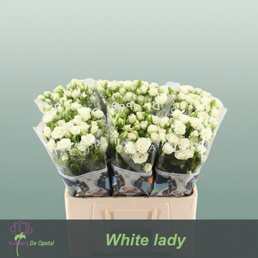 Spray Rose White Lady