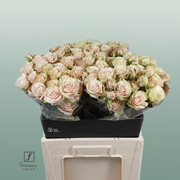 Spray Rose Whitney