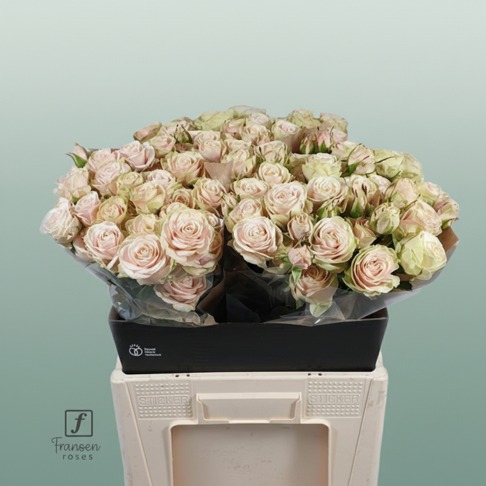 Spray Rose Whitney
