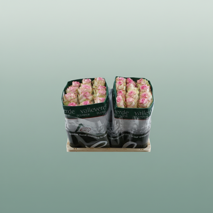 Rose Eq Esperance